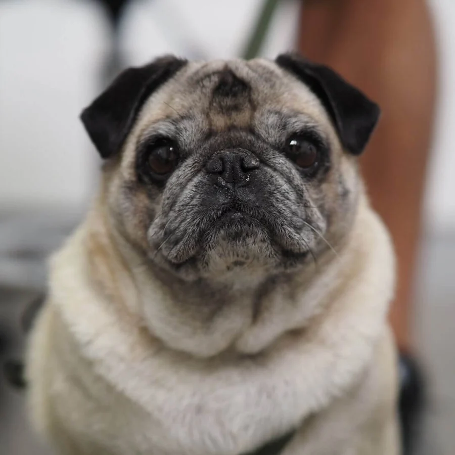 PUG SMP/PVP thumbnail