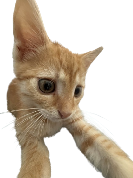 DOMCA.CAT | VANILLA 1.21.10 | CZ/SK thumbnail